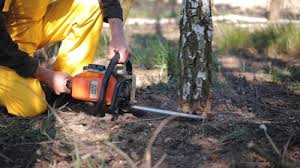 How Our Tree Care Process Works  in  Weldon, NC