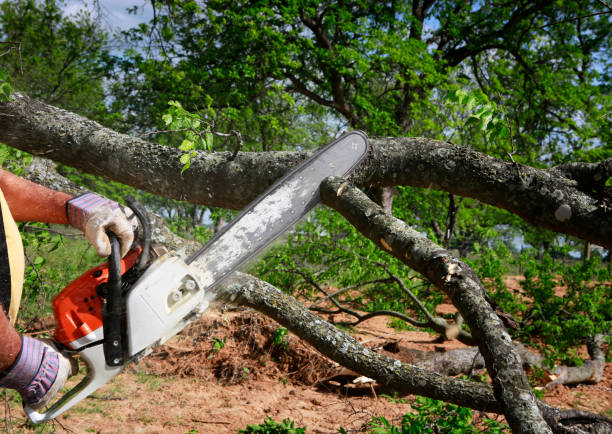 Best Root Management and Removal  in Weldon, NC